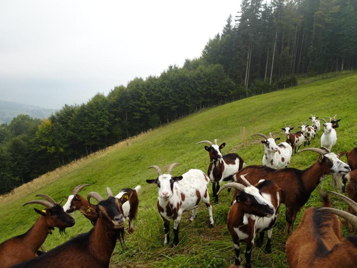 Biohof Schwanser Steinbach am Attersee Exteriör bild