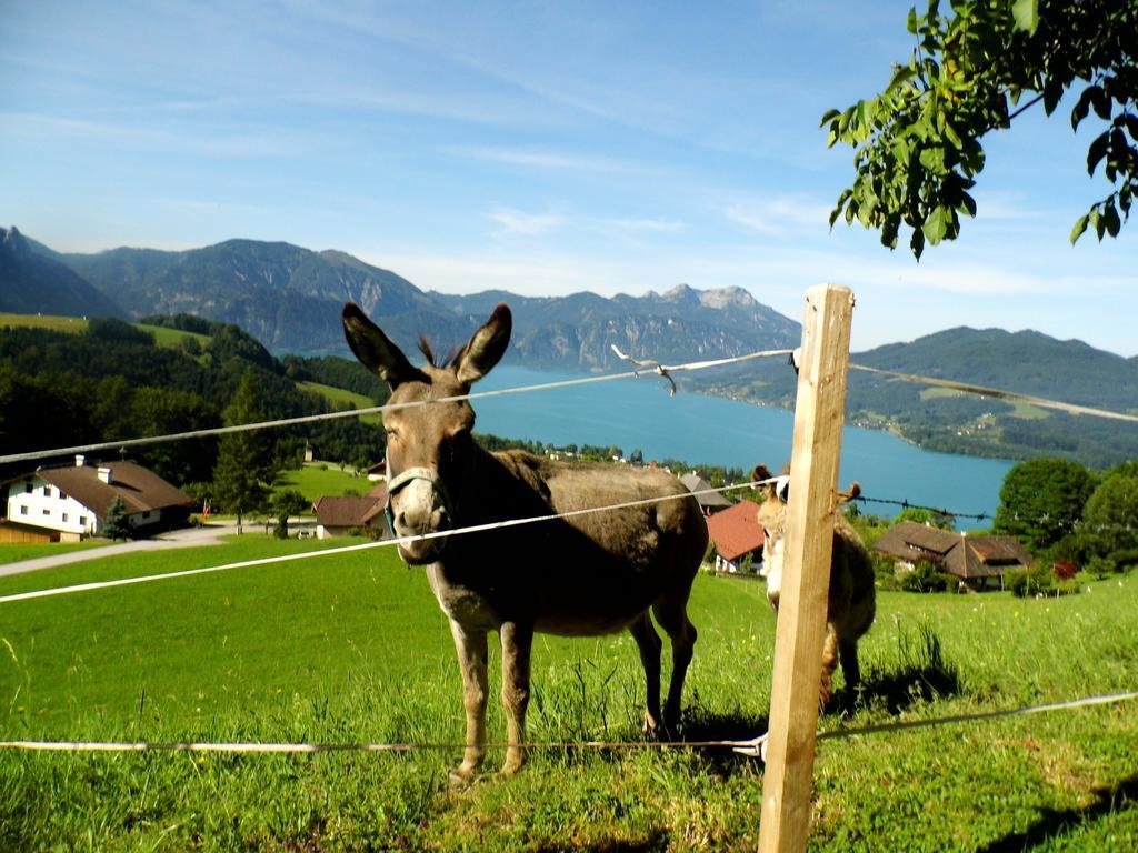 Biohof Schwanser Steinbach am Attersee Exteriör bild