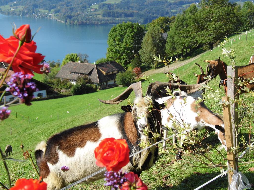 Biohof Schwanser Steinbach am Attersee Exteriör bild